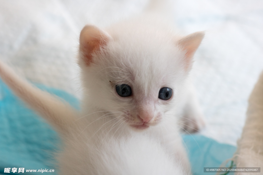 猫 白猫 家猫 土猫 小土猫