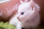 猫 白猫 家猫 土猫 小土猫