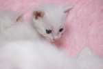 猫 白猫 家猫 土猫 小土猫