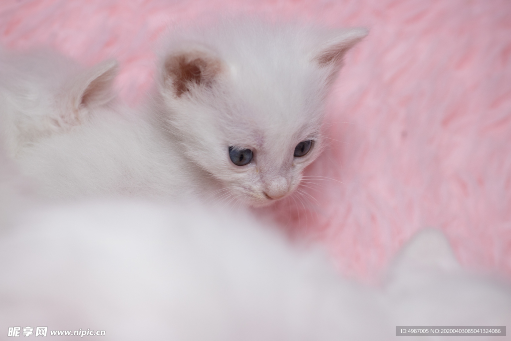猫 白猫 家猫 土猫 小土猫