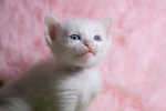 猫 白猫 家猫 土猫 小土猫