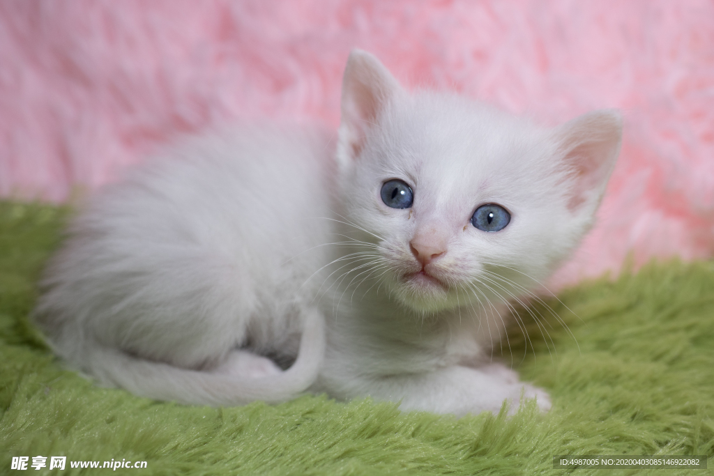 猫 白猫 家猫 土猫 小土猫