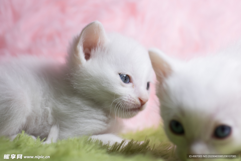 猫 白猫 家猫 土猫 小土猫