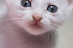猫 白猫 家猫 土猫 小土猫