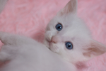 猫 白猫 家猫 土猫 小土猫