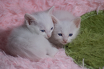 猫 白猫 家猫 土猫 小土猫