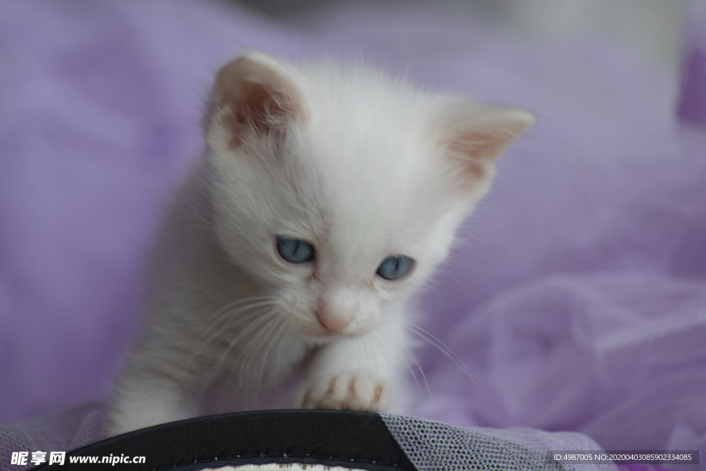 猫 白猫 家猫 土猫 小土猫