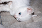 猫 白猫 家猫 土猫 小土猫