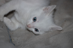 猫 白猫 家猫 土猫 小土猫