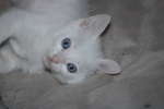 猫 白猫 家猫 土猫 小土猫