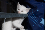 猫 白猫 家猫 土猫 小土猫
