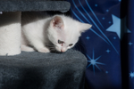 猫 白猫 家猫 土猫 小土猫