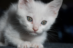 猫 白猫 家猫 土猫 小土猫