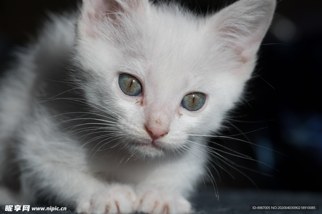 猫 白猫 家猫 土猫 小土猫