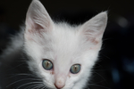 猫 白猫 家猫 土猫 小土猫