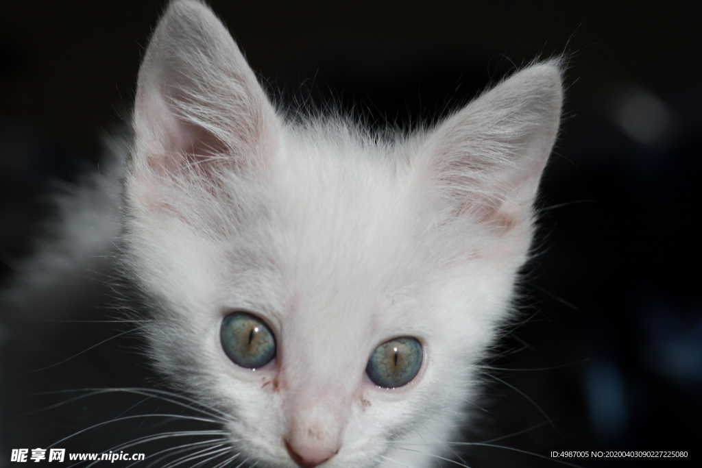 猫 白猫 家猫 土猫 小土猫