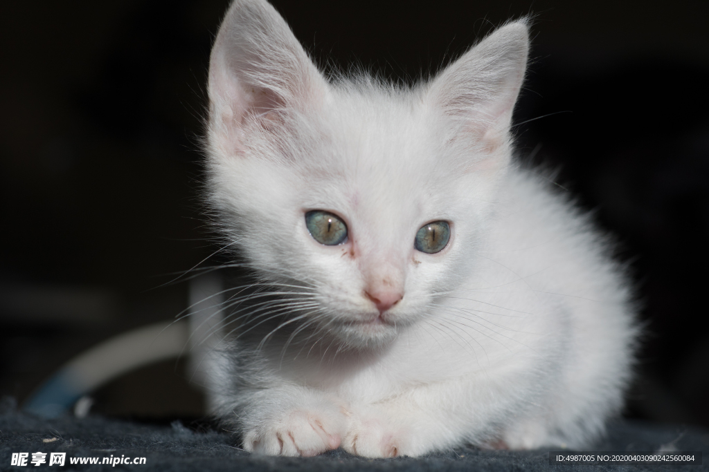 猫 白猫 家猫 土猫 小土猫