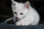猫 白猫 家猫 土猫 小土猫