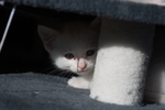 猫 白猫 家猫 土猫 小土猫