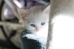 猫 白猫 家猫 土猫 小土猫