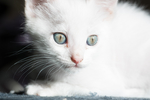 猫 白猫 家猫 土猫 小土猫