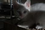 猫 白猫 家猫 土猫 小土猫