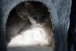猫 白猫 家猫 土猫 小土猫