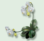 花
