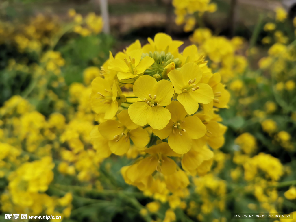 油菜花