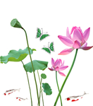 免扣中国风荷花锦鲤绿蝴蝶素材