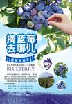 蓝莓水果采摘海报广告