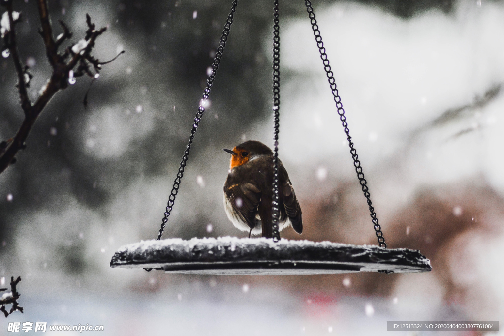 雪中的鸟