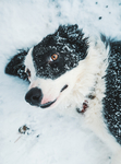 雪地玩耍