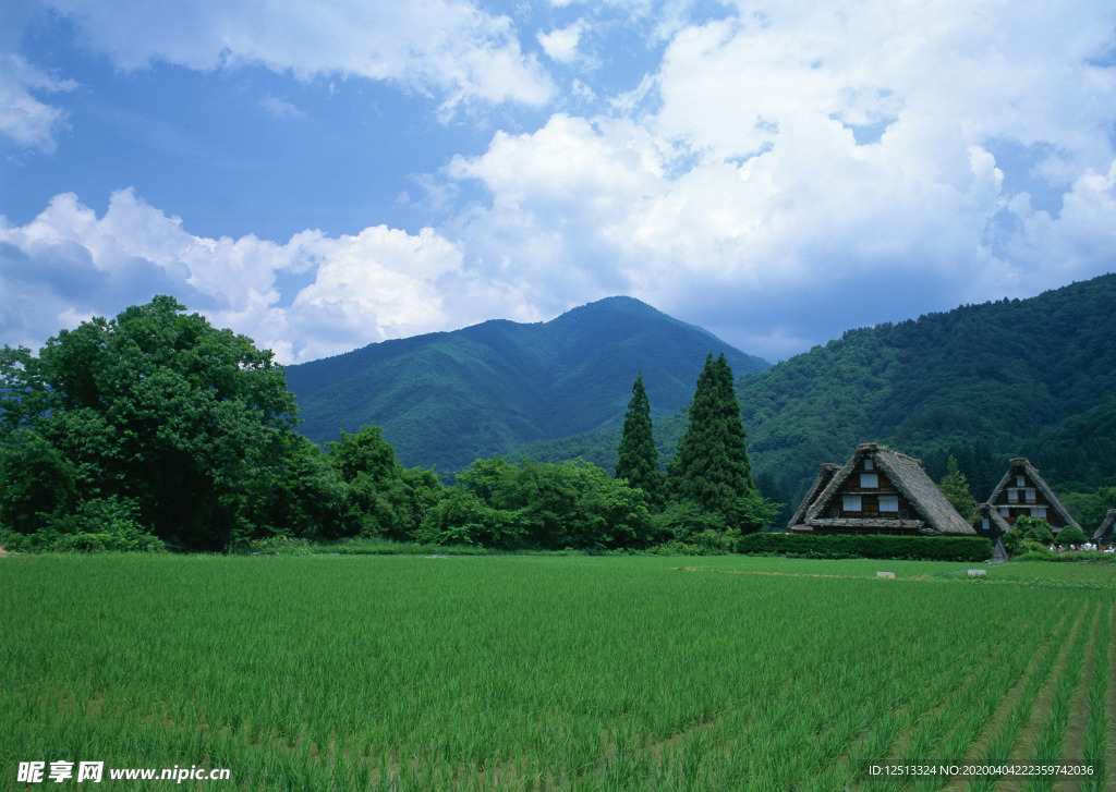 田野