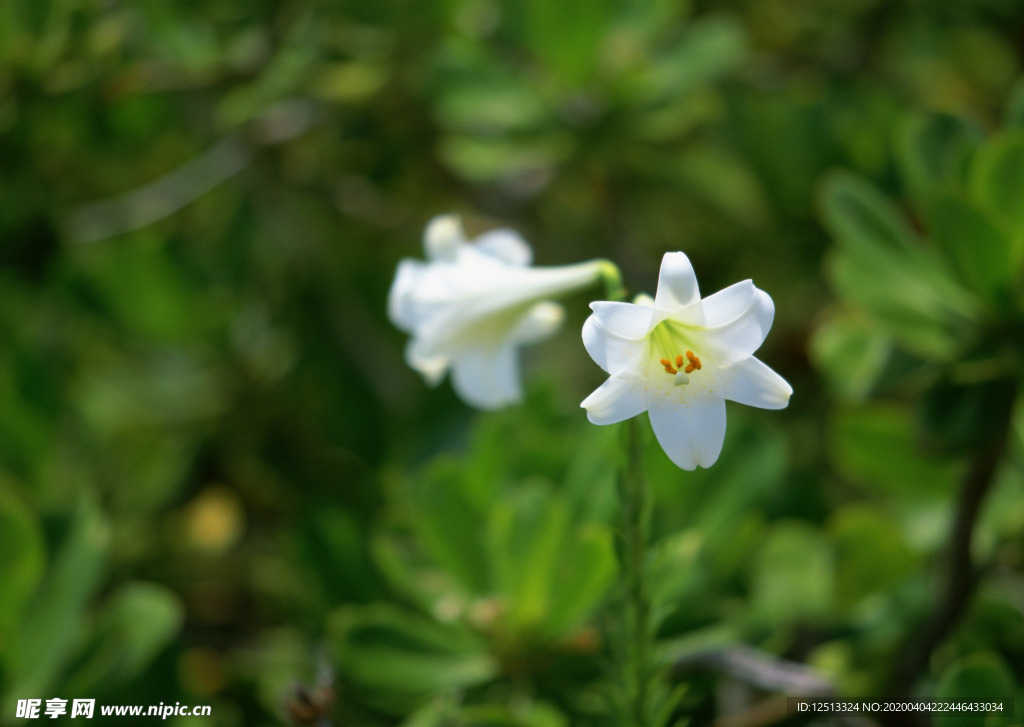 小花