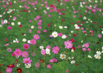 格桑花