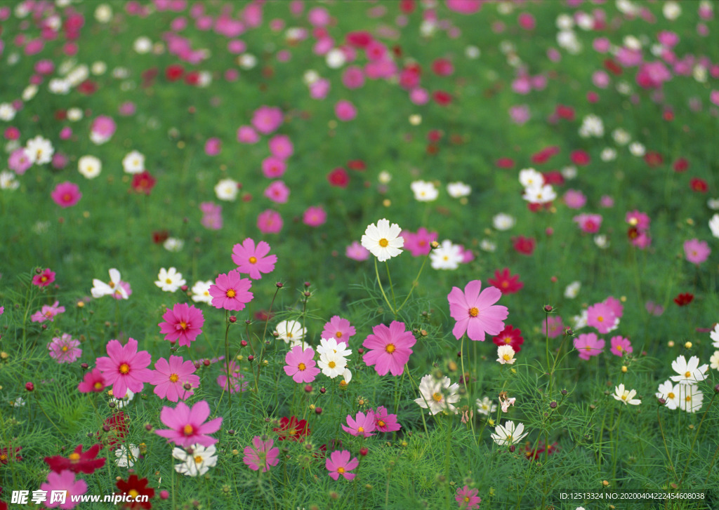 格桑花