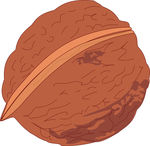 矢量核桃