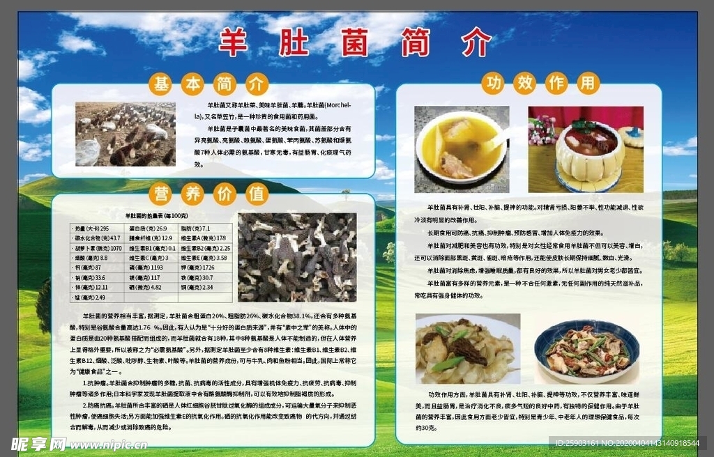 羊肚菌简介