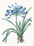 小花
