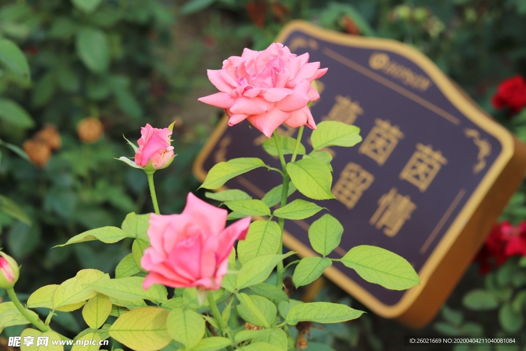 爱护花草牌