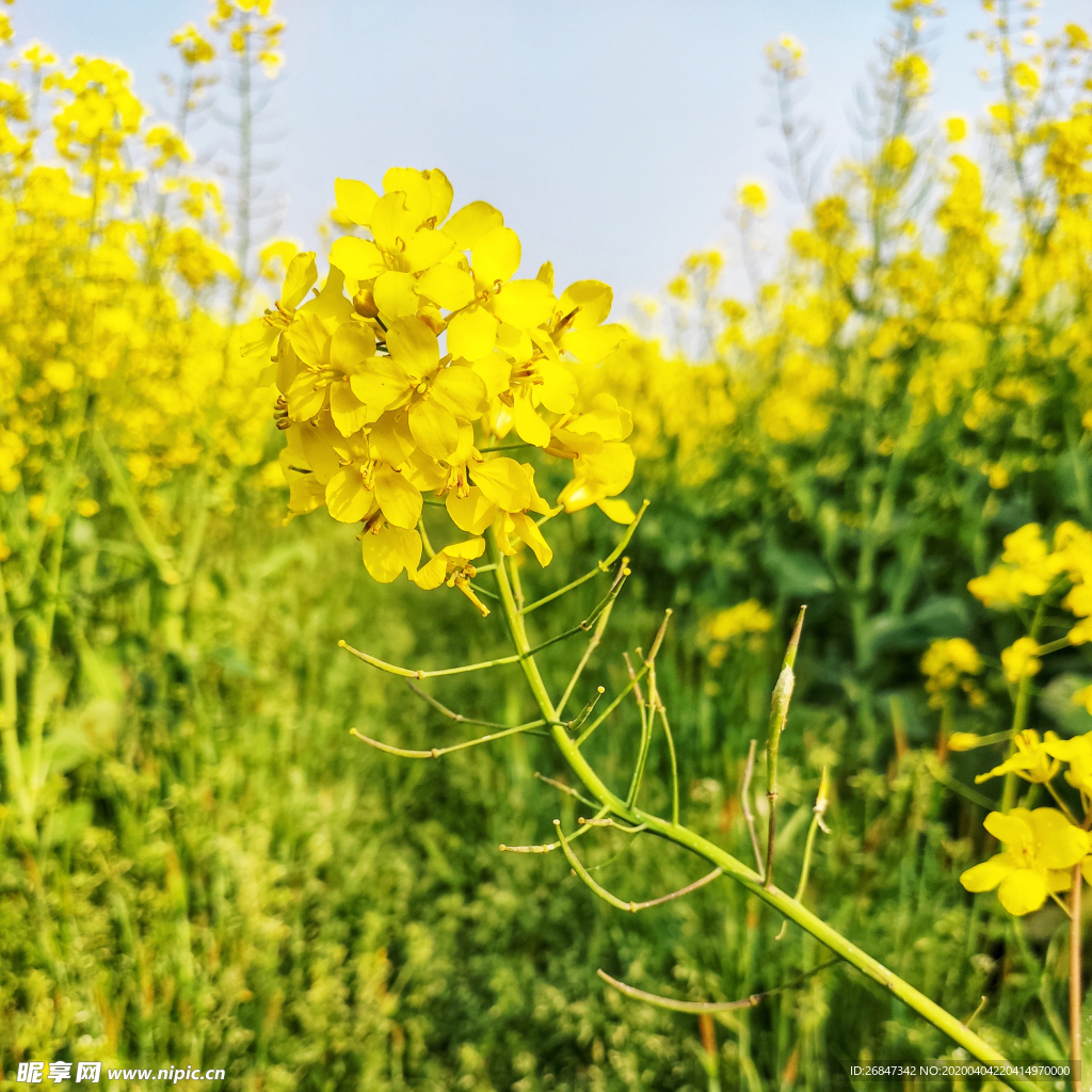 油菜花 油菜花素材