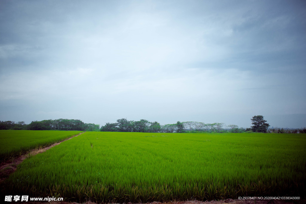 田野