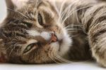 猫 爱 头 背景 小猫 宠物