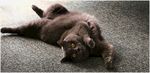猫 爱 头 背景 小猫 宠物