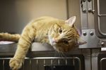 猫 爱 头 背景 小猫 宠物