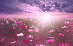 阳光 花海