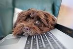 泰迪 宠物犬 贵宾犬 卷毛狗