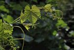 叶 树 花 自然 植物 绿色