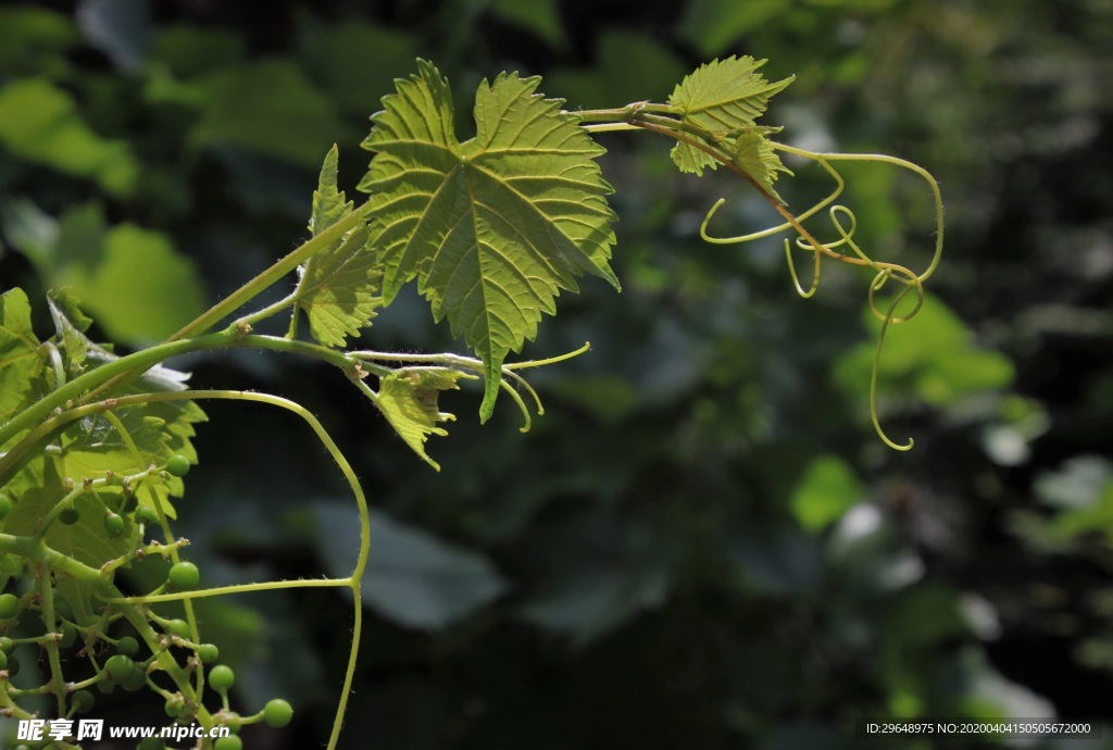 叶 树 花 自然 植物 绿色